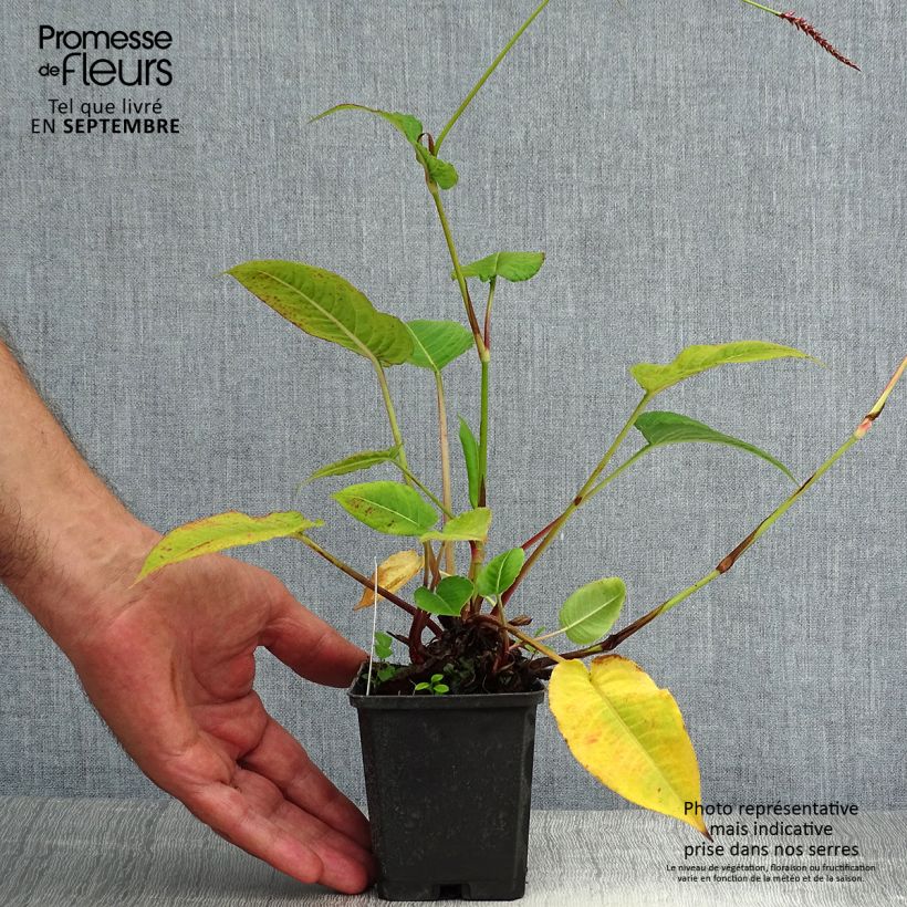 Esemplare di Persicaria amplexicaulis High Society Vasetto da 8/9 cm consegnato in estate