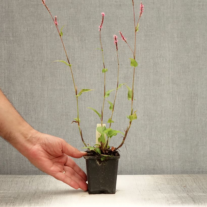 Esemplare di Persicaria amplexicaulis Pink Elephant Vasetto da 8/9 cm consegnato in estate