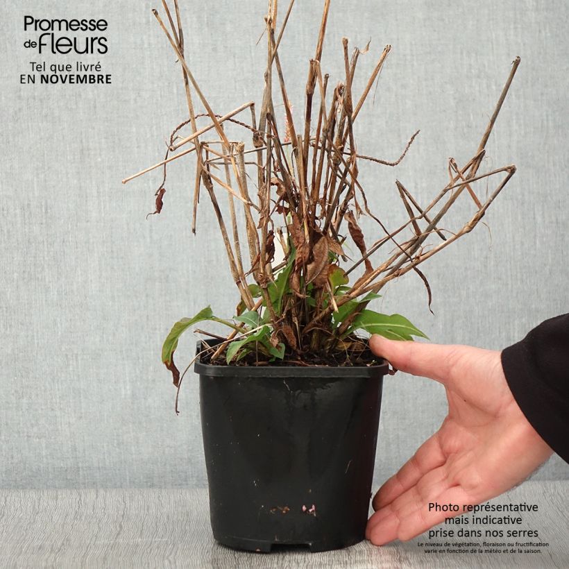Esemplare di Persicaria amplexicaulis Pink Elephant Vaso da 1,5L/2L come consegnato in autunno