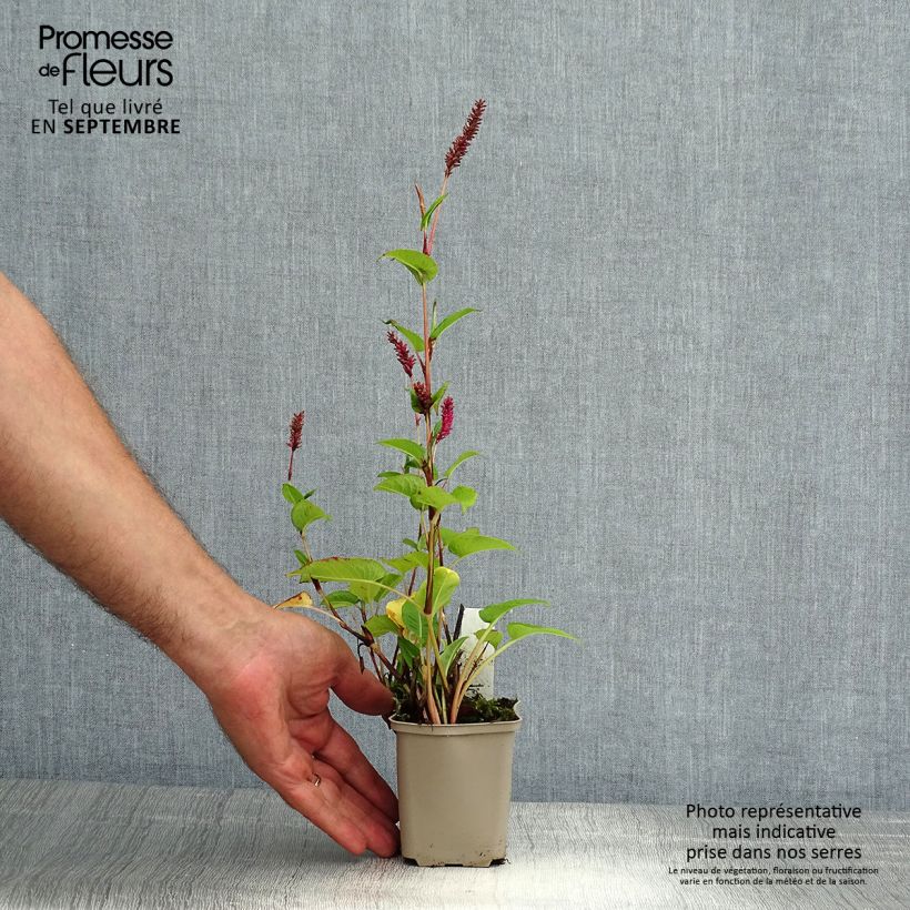 Esemplare di Persicaria amplexicaulis var. pendula Vasetto da 8/9 cm consegnato in estate