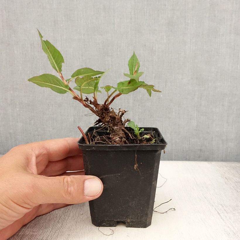 Esemplare di Persicaria amplexicaulis Vesuvius Vasetto da 8/9 cm consegnato in estate