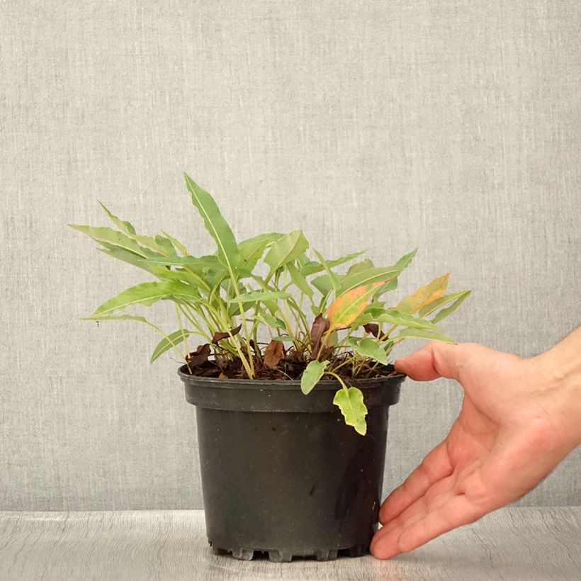 Esemplare di Persicaria bistorta Superba - Bistorta Vaso da 2L/3L consegnato in estate