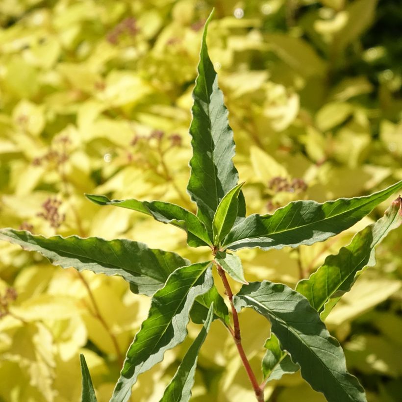 Persicaria dshawachischwilii (Fogliame)
