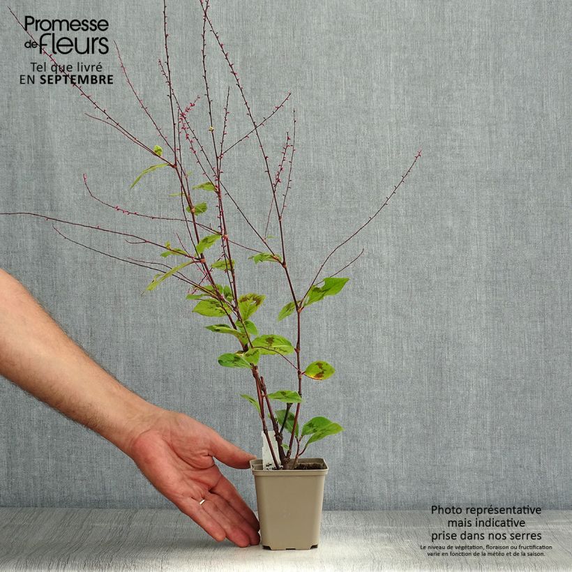 Esemplare di Persicaria virginiana var. filiformis Vasetto da 8/9 cm consegnato in estate