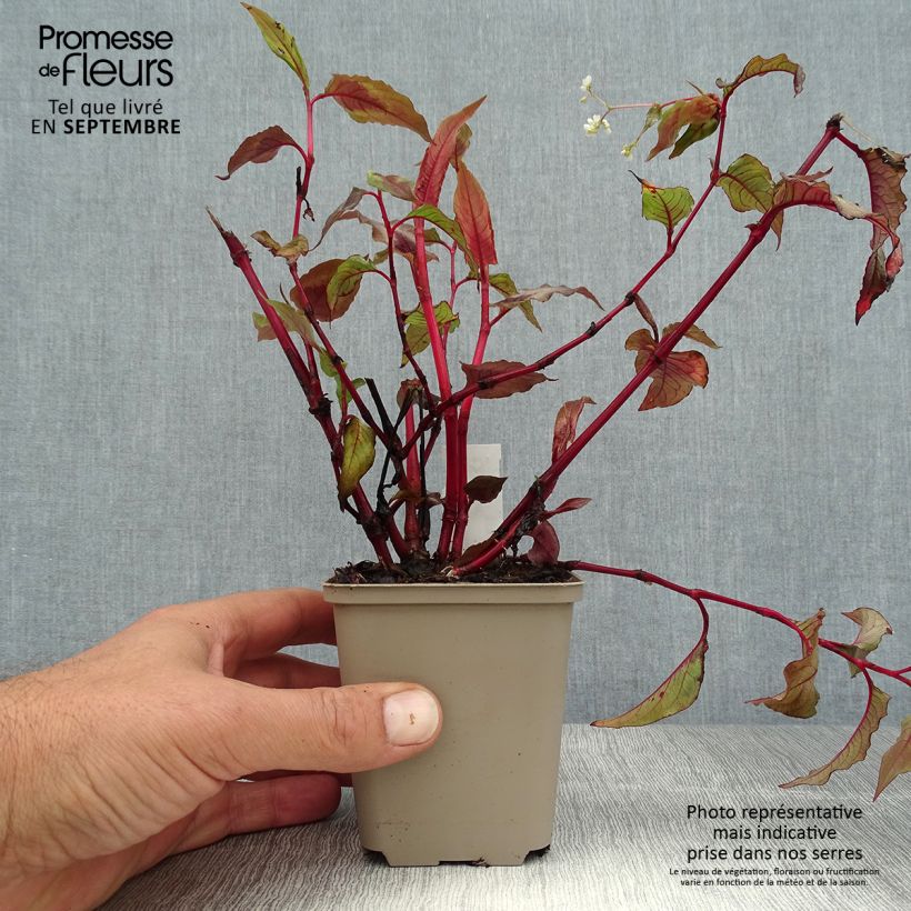 Esemplare di Persicaria microcephala Red Dragon Vasetto da 8/9 cm consegnato in estate