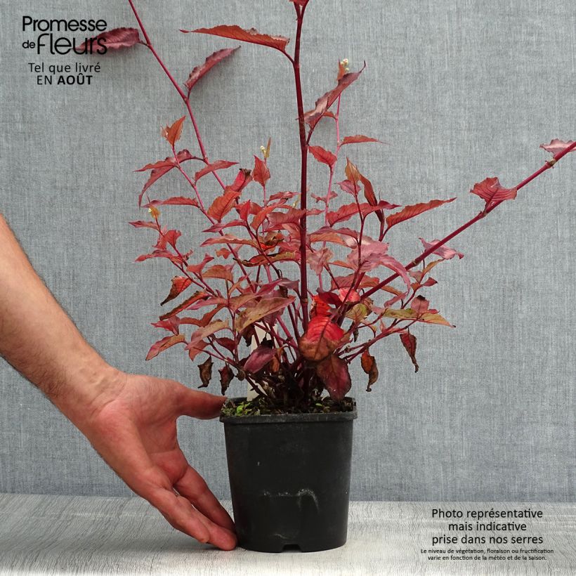 Esemplare di Persicaria microcephala Red Dragon Vaso da 1,5L/2L consegnato in estate