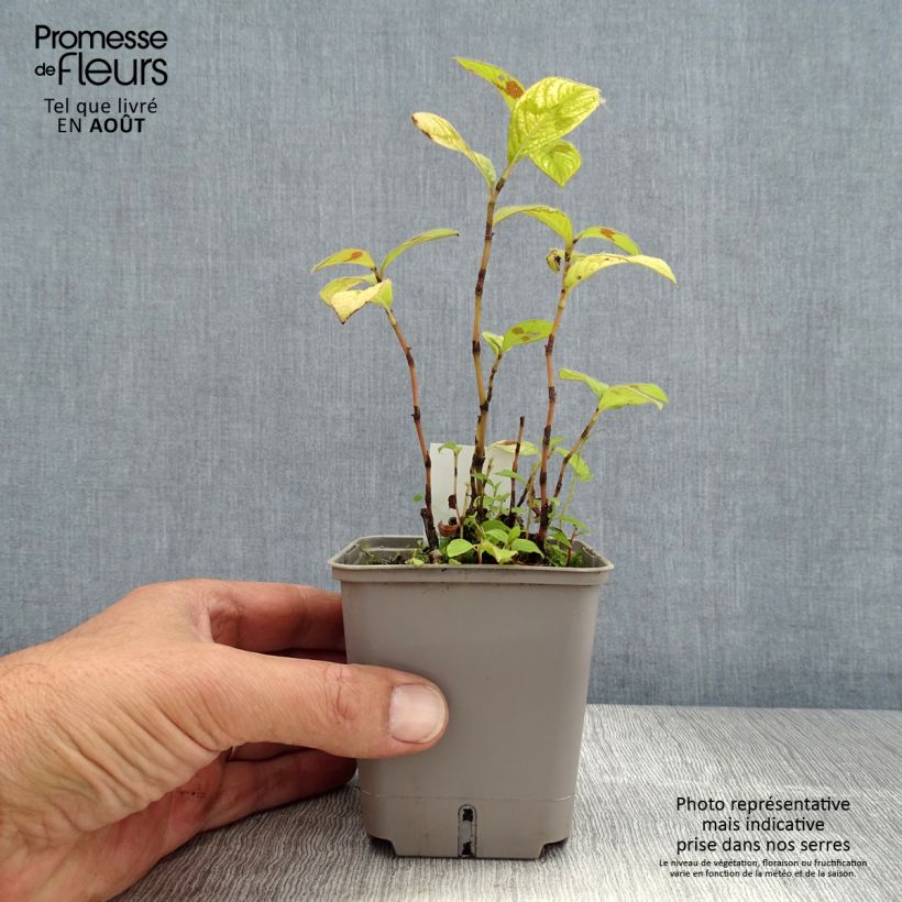 Esemplare di Persicaria virginiana Lance Corporal Vasetto da 8/9 cm consegnato in estate