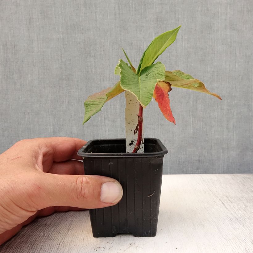 Esemplare di Persicaria weyrichii Vasetto da 8/9 cm consegnato in estate