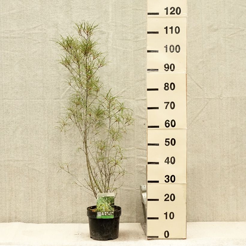 Esemplare di Rhamnus frangula Asplenifolia - Frangola Vaso da 2L/3LAltezza consegnata circa 70/90cm consegnato in estate