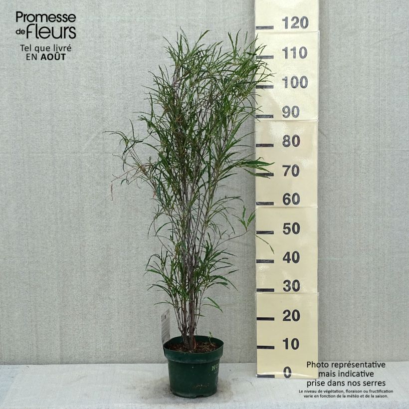 Esemplare di Rhamnus frangula Fine Line 'Ron Williams' - Frangola Vaso da 3L/4L consegnato in estate
