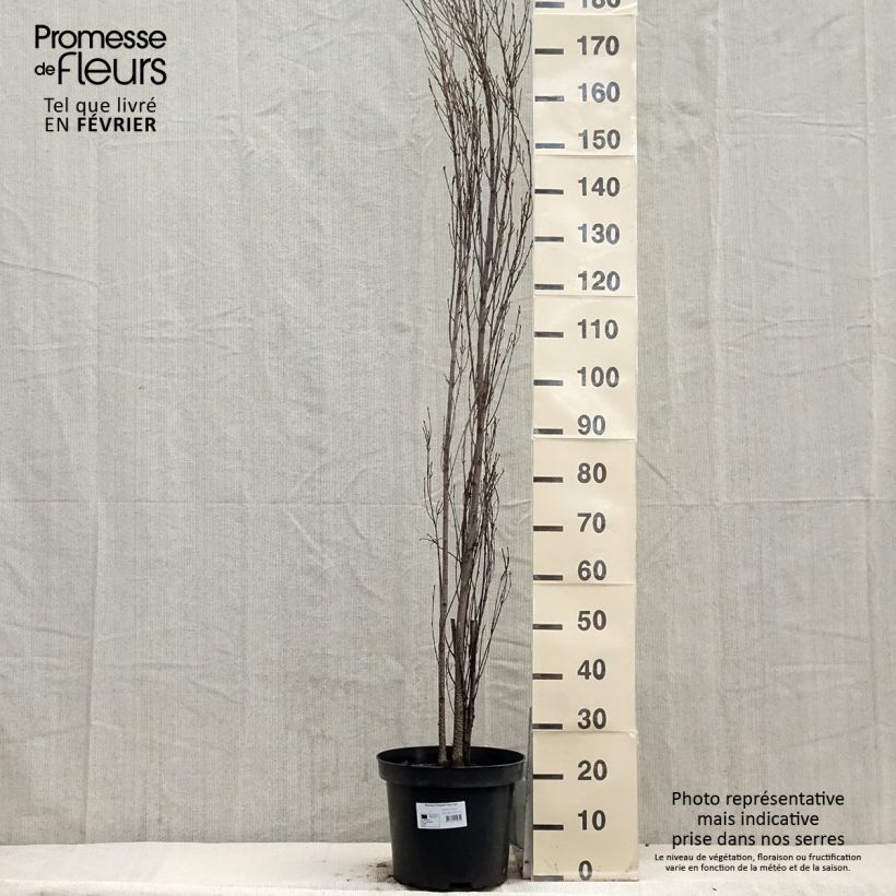 Rhamnus frangula Fine Line 'Ron Williams' - Frangola Vaso da 12L/15L esemplare consegnato in inverno