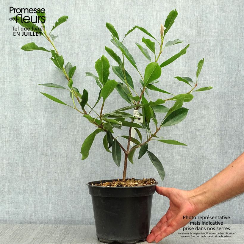 Esemplare di Rhaphiobotrya Coppertone - néflier hybride Pot de 3L/4L consegnato in estate