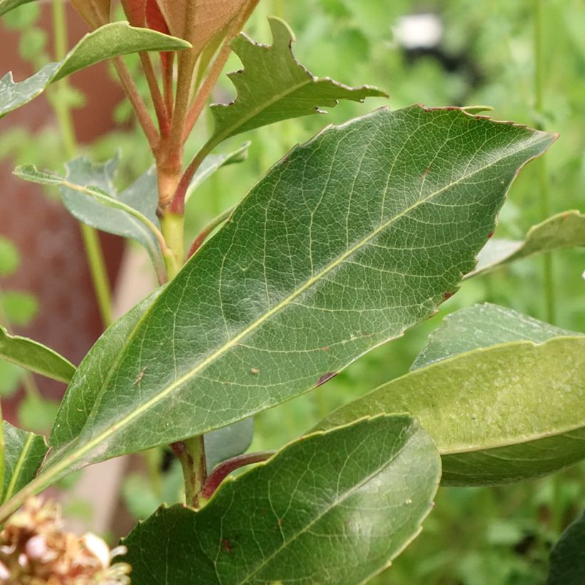 Filodendro - Philodendron Jungle (selloum x goeldii) (Fogliame)