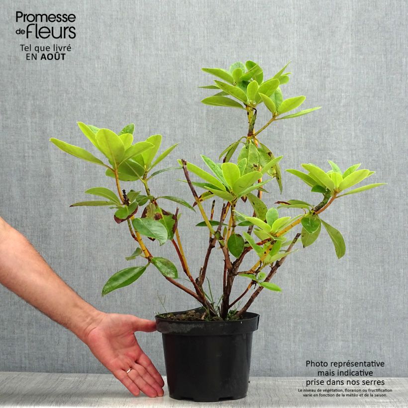 Esemplare di Rhododendron Albert Schweitzer Vaso da 4L/5L consegnato in estate
