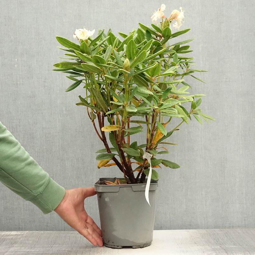 Esemplare di Rhododendron yakushimanum Bernstein Vaso da 4L/5L consegnato in estate