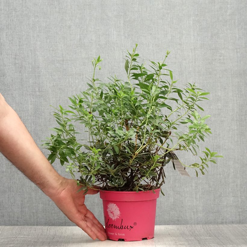 Esemplare di Rhododendron INKARHO Bloombux Magenta Vaso da 2L/3L consegnato in estate
