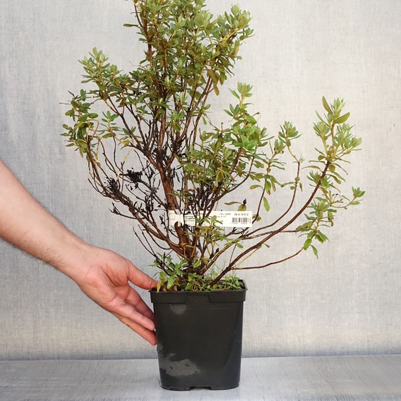 Esemplare di Rhododendron Blue Silver Vaso da 3L/4L consegnato in estate