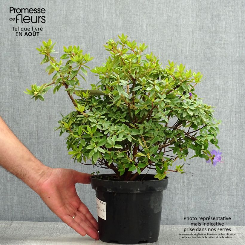 Esemplare di Rhododendron Blue Tit Vaso da 2L/3L consegnato in estate