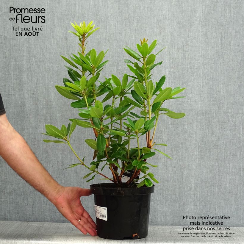 Esemplare di Rhododendron catawbiense Boursault Vaso da 4L/5L consegnato in estate