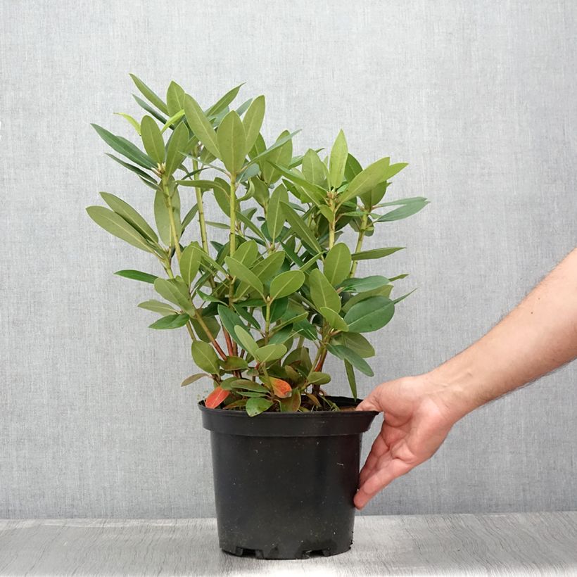 Esemplare di Rhododendron catawbiense Grandiflorum Vaso da 4L/5L consegnato in estate