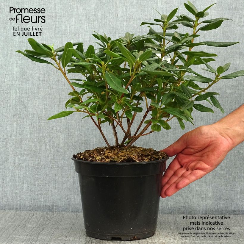 Esemplare di Rhododendron Dora Amateis Vaso da 3L/4L consegnato in estate