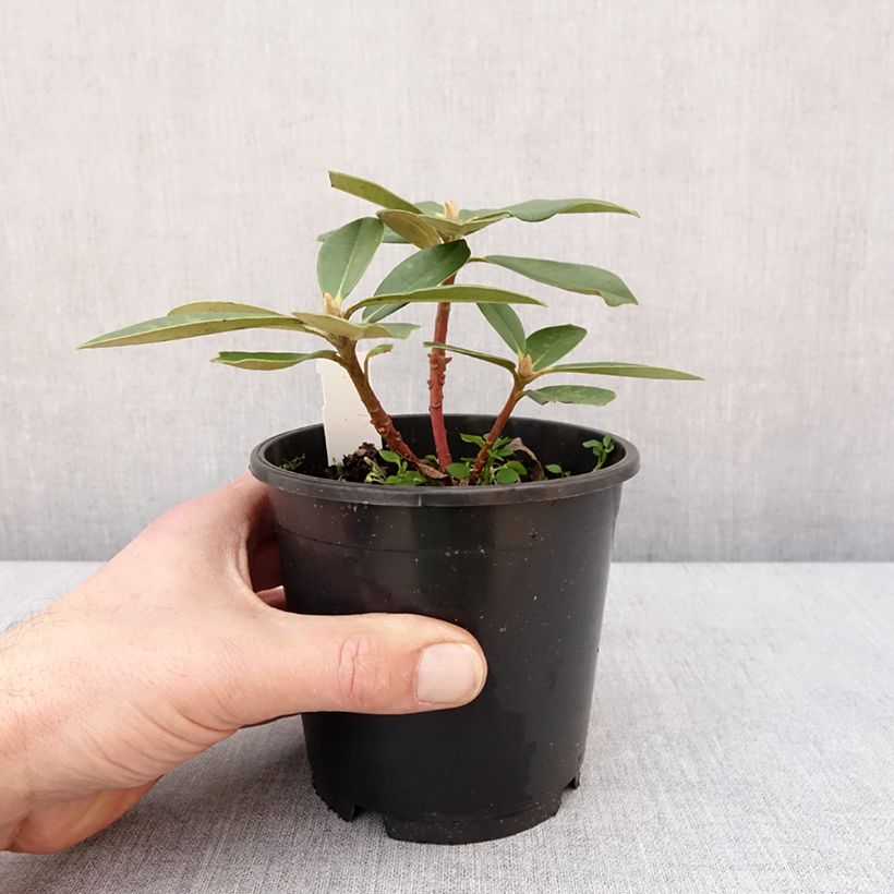 Rhododendron yakushimanum Dream Land Vaso da Ø 12 cm / 13 cm esemplare consegnato in inverno