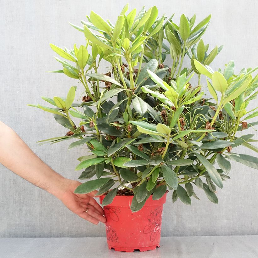 Esemplare di Rhododendron Easydendron INKARHO Madame Masson Vaso da 4L/5L consegnato in estate