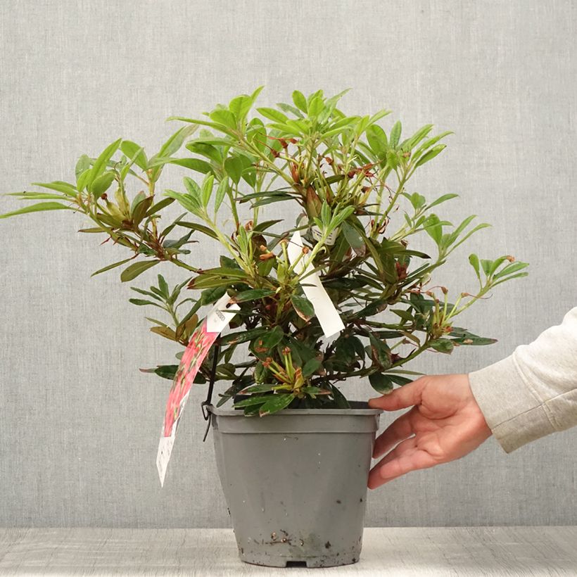 Esemplare di Rhododendron Elisabeth Vaso da 4L/5L consegnato in estate