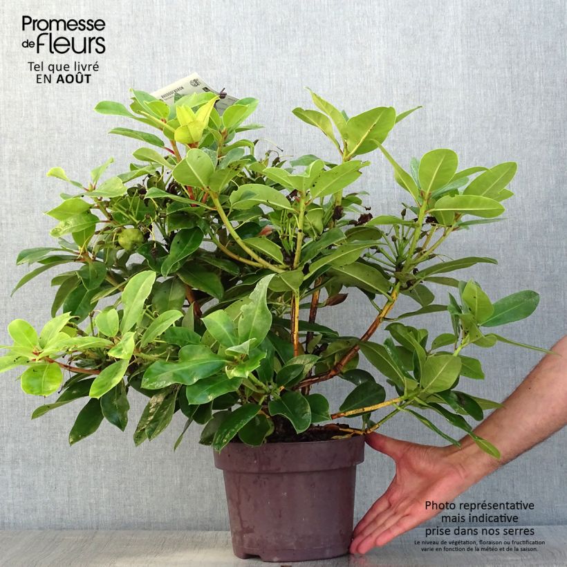Esemplare di Rhododendron Germania Vaso da 4L/5L consegnato in estate