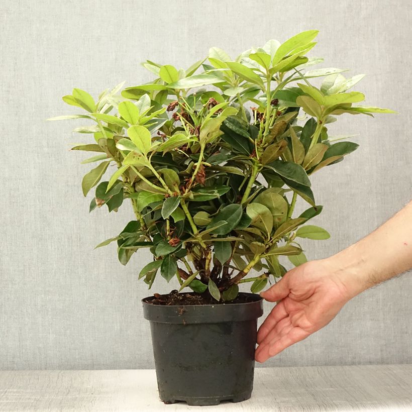 Esemplare di Rhododendron yakushimanum Golden Torch Vaso da 3L/4L consegnato in estate