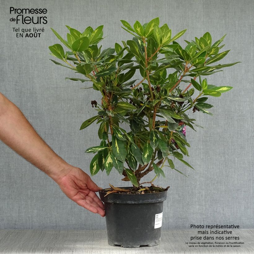 Esemplare di Rhododendron Goldflimmer Vaso da 3L/4L consegnato in estate