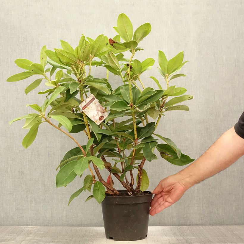 Esemplare di Rhododendron Gomer Waterer Vaso da 3L/4L consegnato in estate