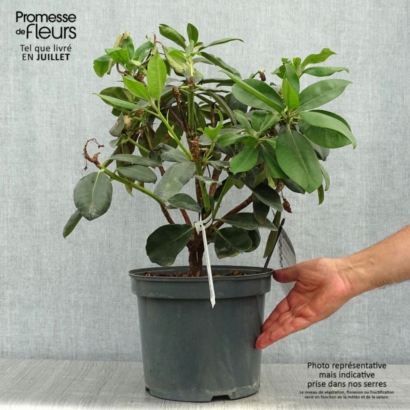 Esemplare di Rhododendron Gomer Waterer Vaso da 7,5L/10L consegnato in estate