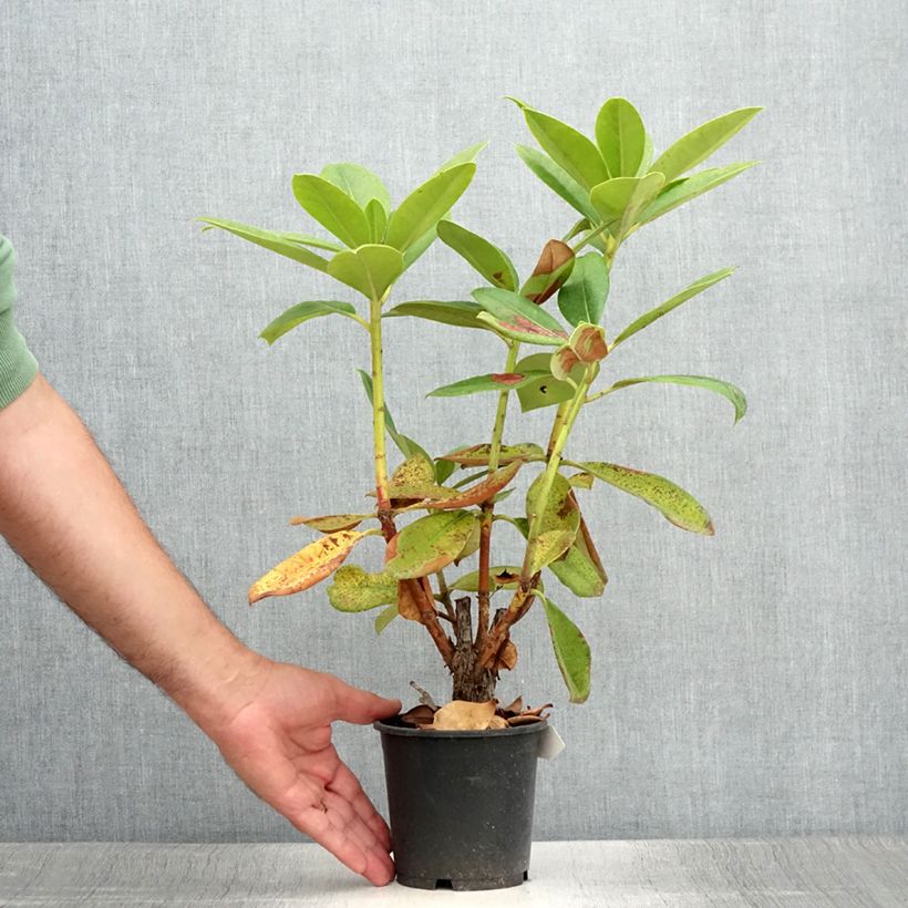 Esemplare di Rhododendron Gomer Waterer Vaso da Ø 12 cm / 13 cm consegnato in estate