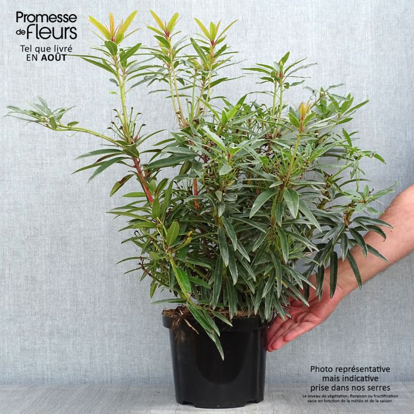 Esemplare di Rhododendron Rhododendron Graziella Vaso da 3L/4L consegnato in estate