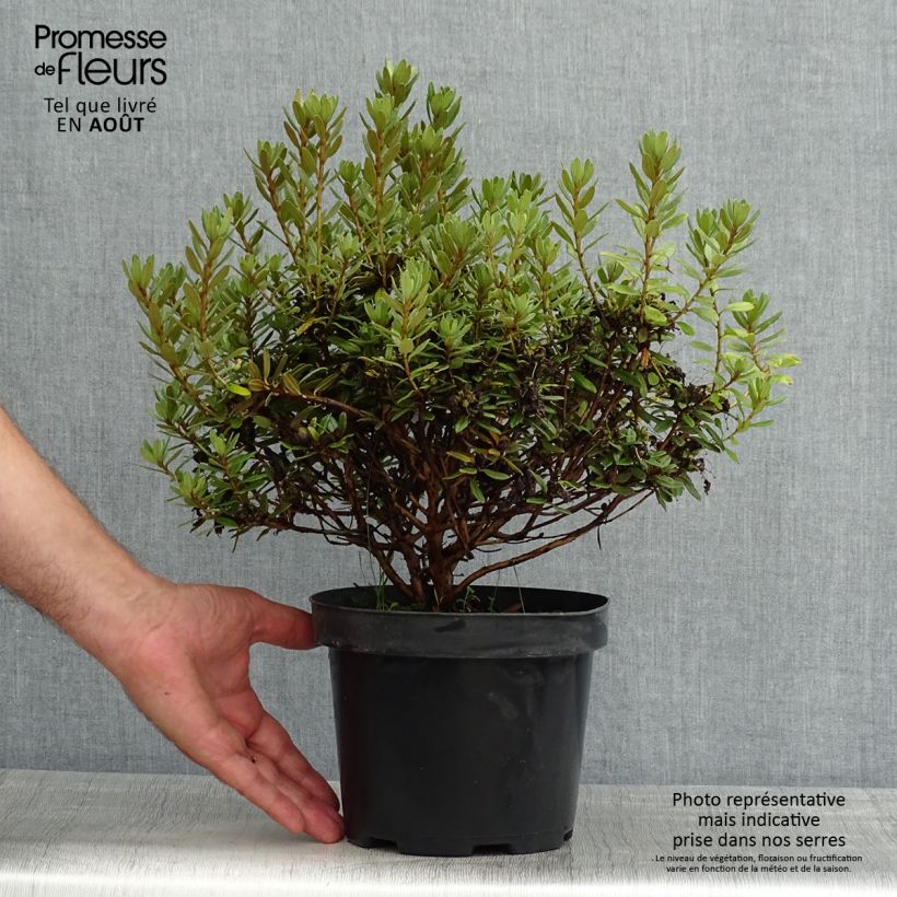 Esemplare di Rhododendron Gristede - Rododendro nano Vaso da 2L/3L consegnato in estate
