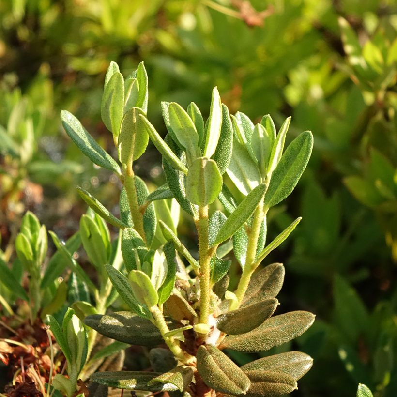 Rhododendron Gristede - Rododendro nano (Fogliame)