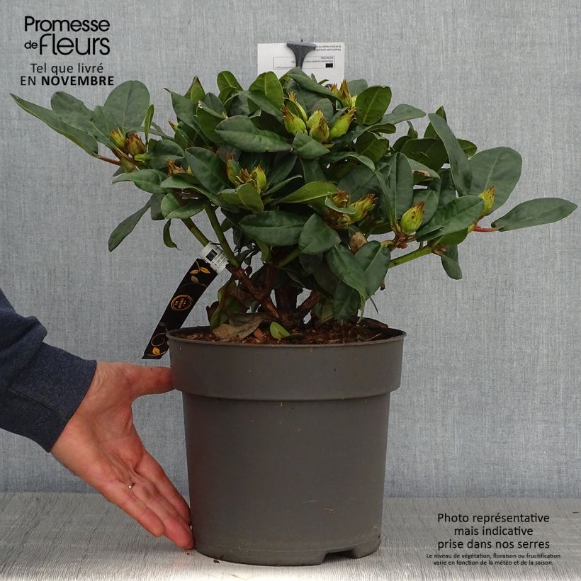 Esemplare di Rhododendron haematodes Lisetta Vaso da 6L/7L come consegnato in autunno