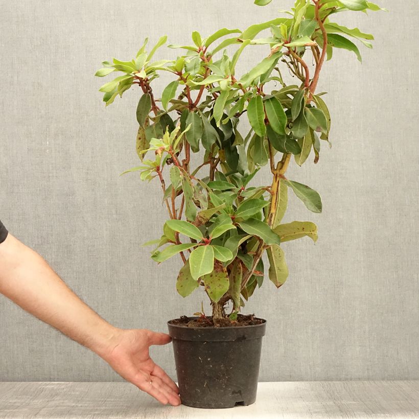 Esemplare di Rhododendron Halfdan Lem Vaso da 4L/5L consegnato in estate
