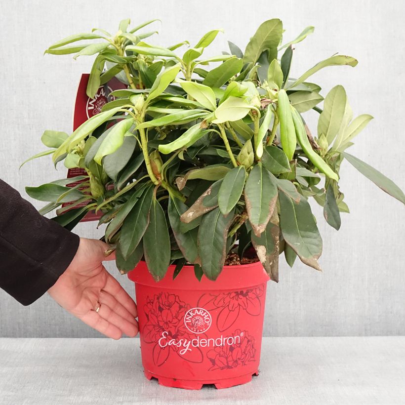 Rhododendron Easydendron INKARHO Orakel Vaso da 4L/5L esemplare consegnato in inverno
