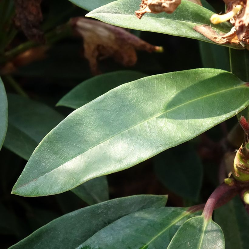 Rhododendron Easydendron INKARHO Pfauenauge (Fogliame)