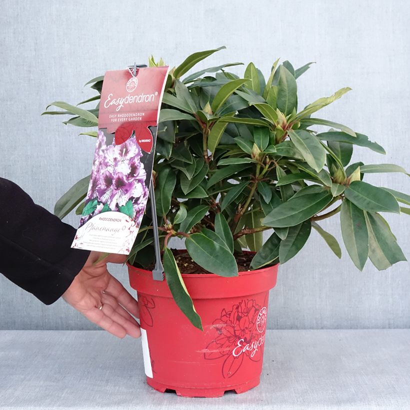 Rhododendron Easydendron INKARHO Pfauenauge Vaso da 4L/5L esemplare consegnato in inverno