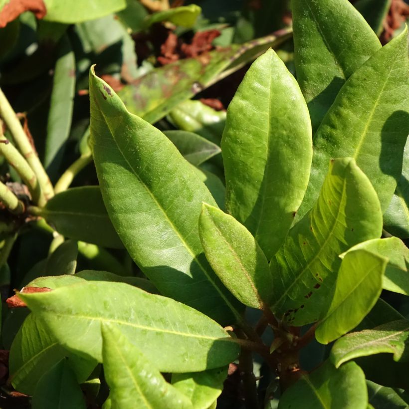 Rhododendron Easydendron INKARHO Rabatz (Fogliame)