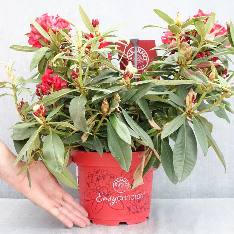 Rhododendron Easydendron INKARHO Rabatz Vaso da 4L/5L esemplare consegnato in primavera