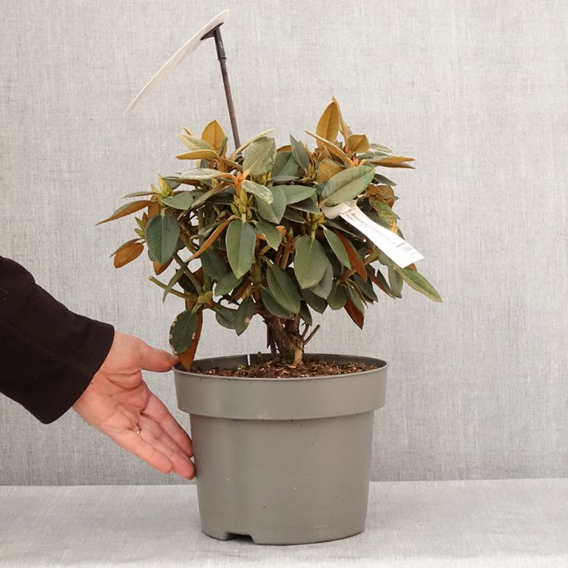Rhododendron Easydendron INKARHO Rusty Dane Vaso da 4L/5L esemplare consegnato in inverno