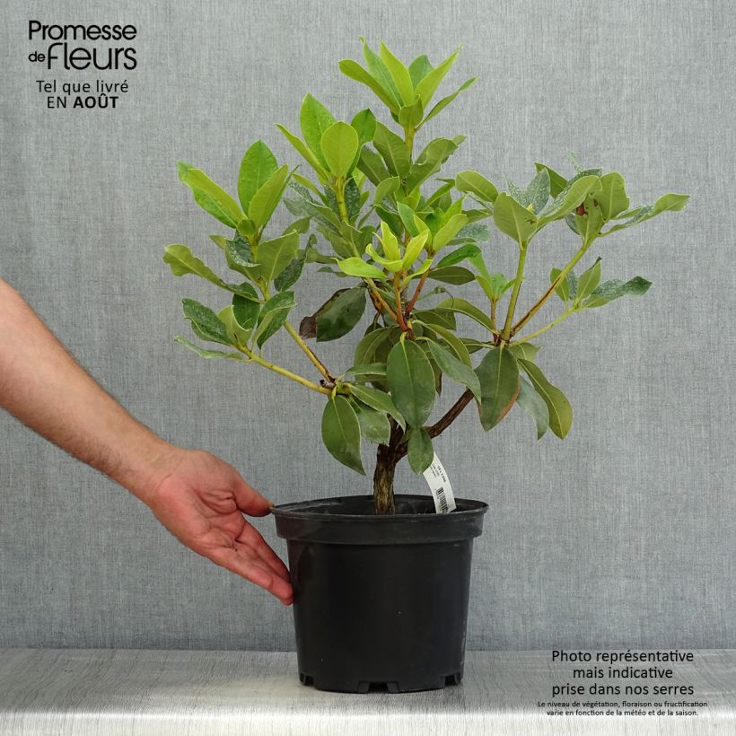 Esemplare di Rhododendron Janet Ward Vaso da 4L/5L consegnato in estate