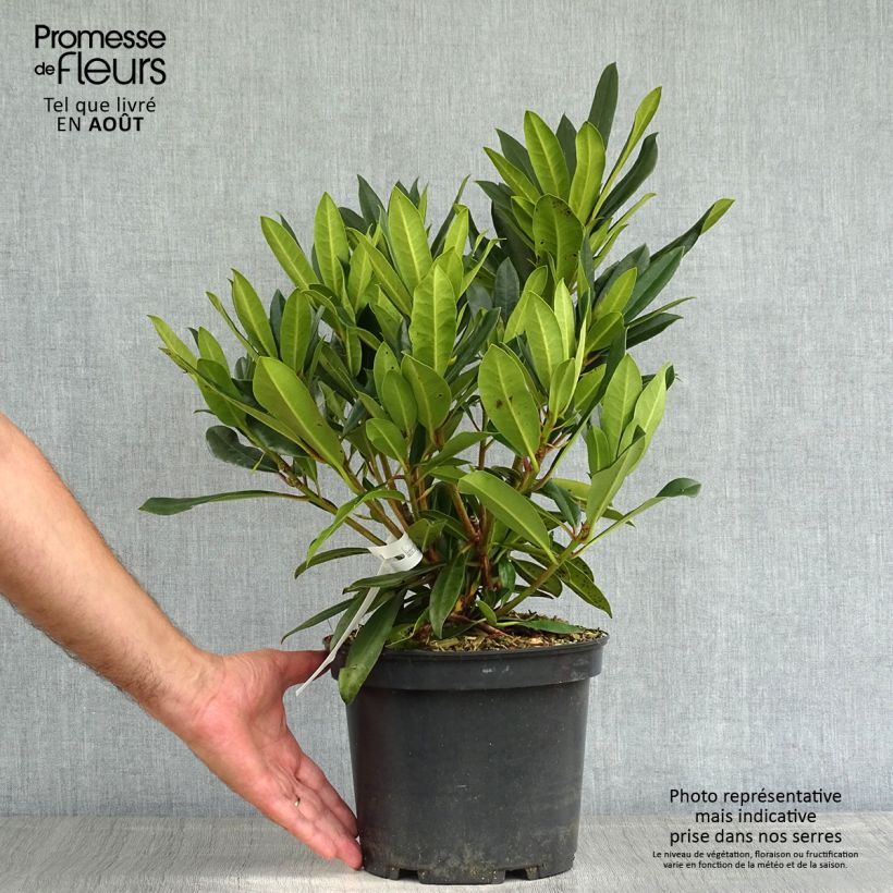 Esemplare di Rhododendron Kabarett Vaso da 4L/5L consegnato in estate