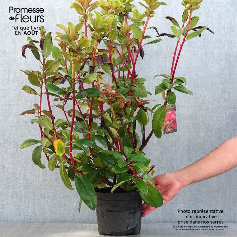 Esemplare di Rhododendron Moser's Maroon Vaso da 4L/5L consegnato in estate