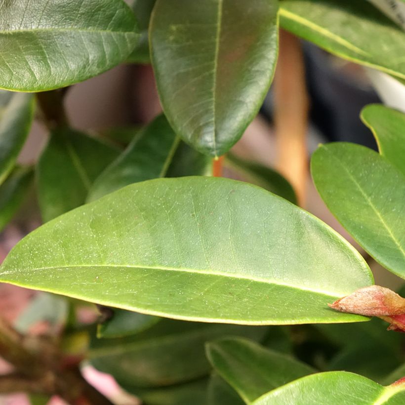 Rhododendron Naselle (Fogliame)