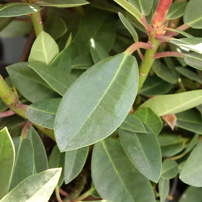 Rhododendron Raphaela (Fogliame)